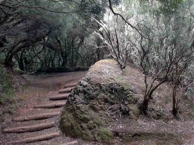 Anaga, el bosque encantado en Santa Cruz de Tenerife