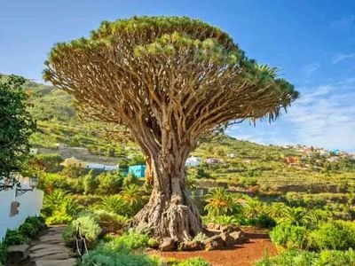 5 curiosities of Tenerife