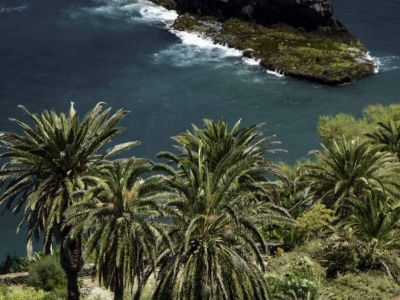 Rambla de Castro, an oasis among palm trees on the coast of Tenerife
